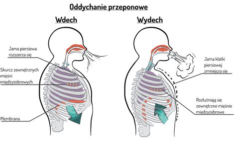 Wzorzec oddechowy Centrum Medyczne Meavita Kraków Rusznikarska 14