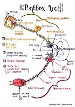 Reflex arc diagram by Adele Marie | TPT