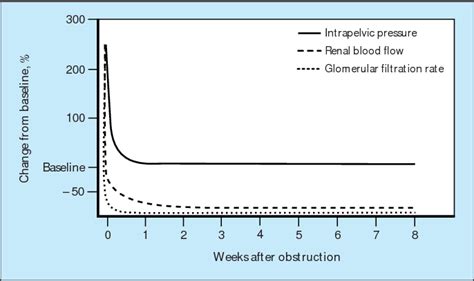 Pdf Reflux And Obstructive Nephropathy Anatomy Of