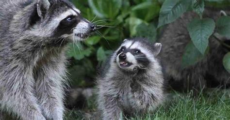 Raccoon Habits - AnimalBehaviorCorner