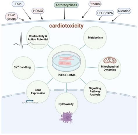 Ijms Free Full Text Chronic Cardiotoxicity Assays Using Human