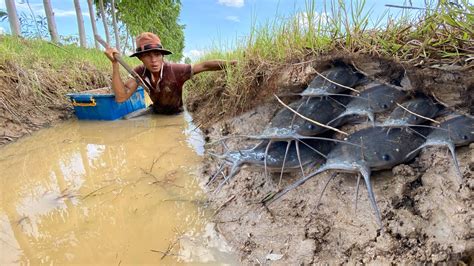 Wow Amazing Fishing A Fisherman Catch A Lot Of Catfish In Canal Dry