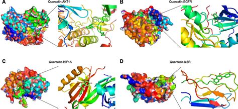 Molecular Docking Of Core Targets With Quercetin Quercetin To Akt1