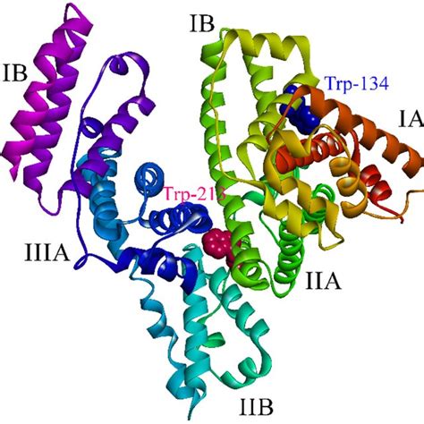 Schematic Subdomains Of Bovine Serum Albumin With Tryptophan Residues