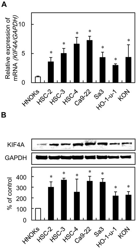 Evaluation Of Kif4a Expression In Oscc Derived Cellular Lines A