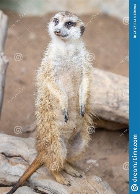 Suricata Suricatta A Meerkat Standing On Its Hind Legs Stock Image