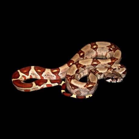 Salmon Colombian Red Tail Boas (Boa constrictor imperator)