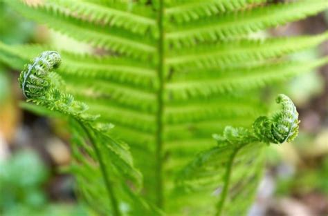 Plantas Vasculares Y Sus Partes