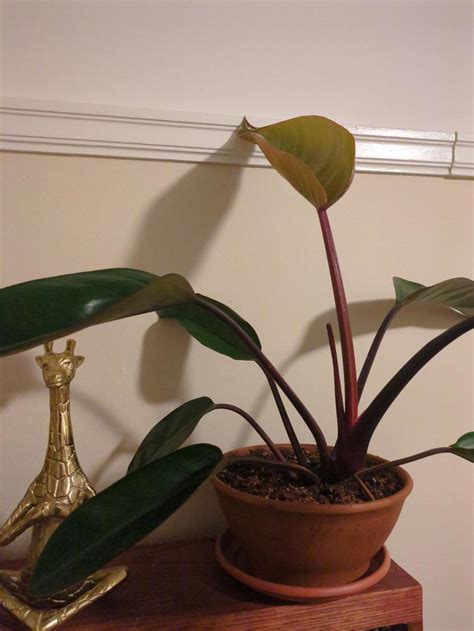 Photo Of The Entire Plant Of Blushing Philodendron Philodendron