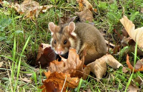 a brown and white animal sitting on top of leaves in the grass next to ...