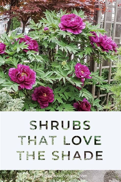 Shade Loving Shrubs The Best Bushes To Plant Under Trees Gardening