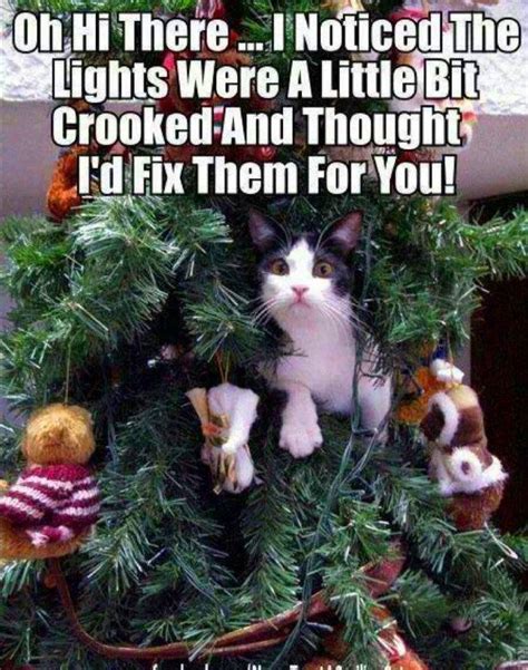 cats and christmas trees memes - Takisha Downs