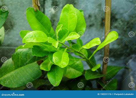 Pomelo leaves stock photo. Image of fruit, garden, biggest - 190231176