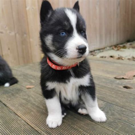 Chiots Husky Sibérien 68320 unCompagnon fr