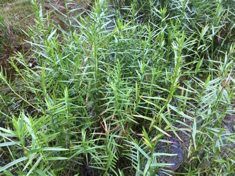 How To Grow Use And Care For Threeway Sedge Grass Dulichium Arundinaceum Agric4profits