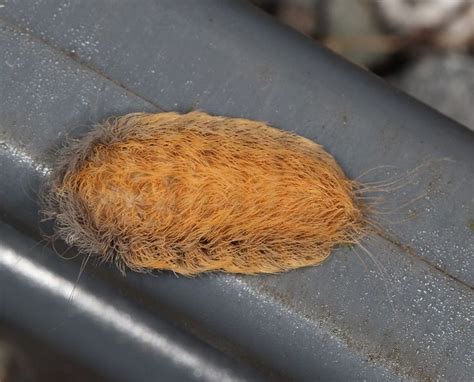 A Southern Flannel Moth caterpillar in Baltimore Co., Maryland (9/13 ...