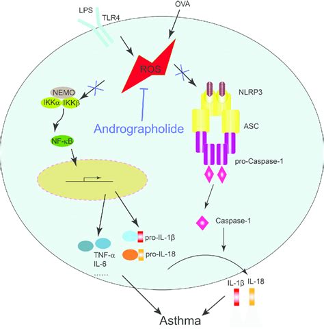 Illustration For The Mechanism Underlying Andrographolide For