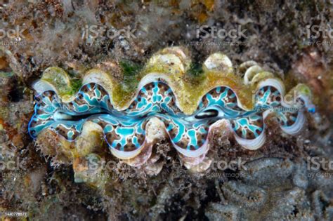 Juvenile Giant Clam On Reef In Indonesia Stock Photo Download Image