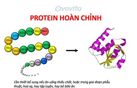 Protein chất đạm là gì vai trò của protein đối với cơ thể