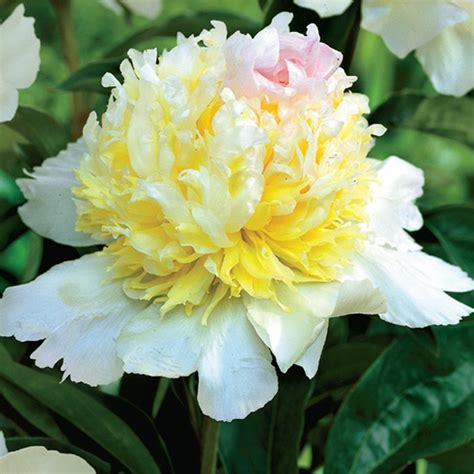 Купить травянистые пионы - качественные саженцы с доставкой в регионы