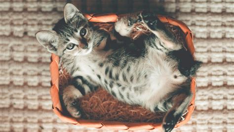 Tapeworms in Cats | Pet Better with Pet Circle