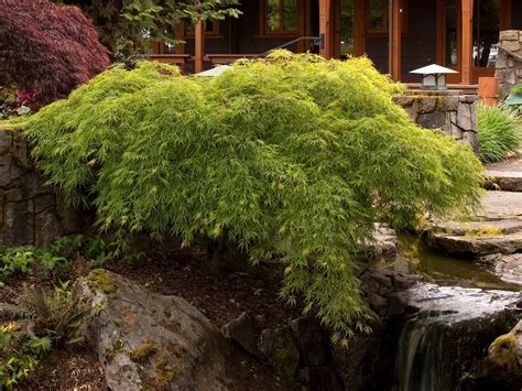 Maple, Japanese Waterfall - Campbells Nursery