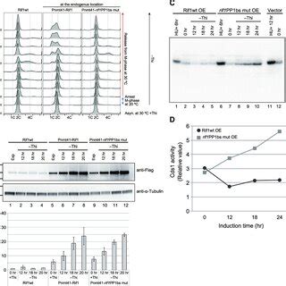 Effect Of Overexpression Of Rif Protein On Cell Cycle Progression And