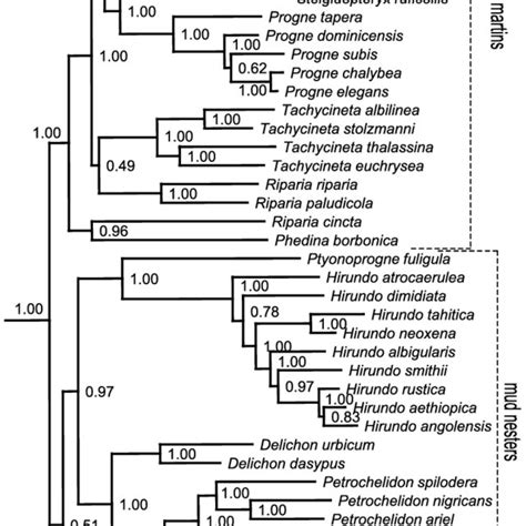 Bayesian Consensus Tree Consisting Of 47 Swallow Species For Which All