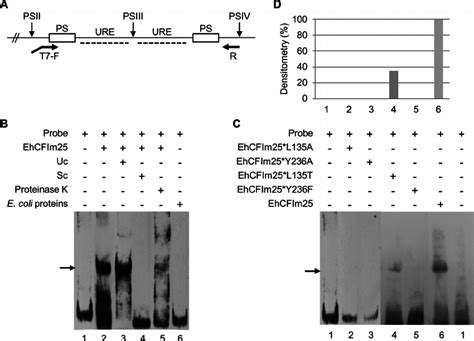 Rna Protein Interaction Assays A Molecular Characteristics Of The