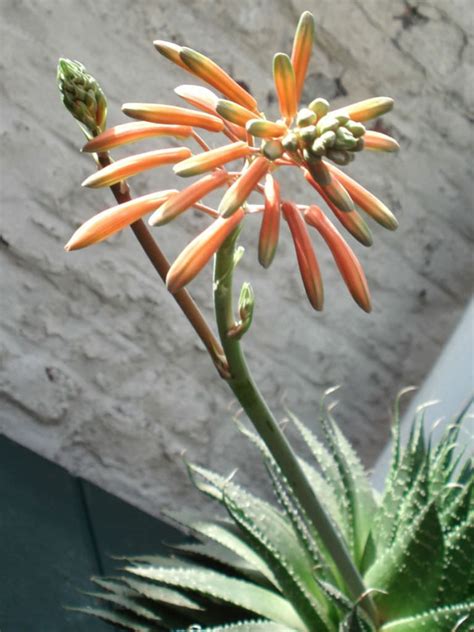 Aloe Aristata Lace Aloe World Of Flowering Plants