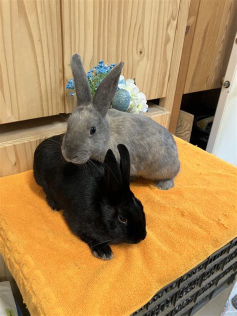 Vancouver Rabbit Rescue And Advocacy