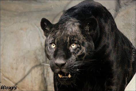 Hungry Black Panther Cat Animals Panther Cat