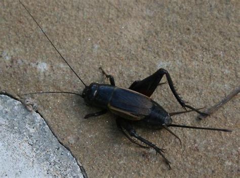 Gryllus Pennsylvanicus Fall Field Cricket Gryllus Pennsylvanicus