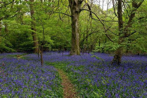 A Bluebell Wood In Sussex On A Spring Morning Stock Photo Image Of