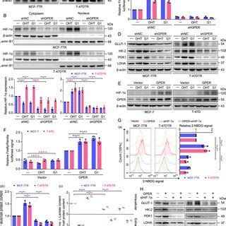 GPER mediates glycolysis via upregulation of HIF 1α expression and