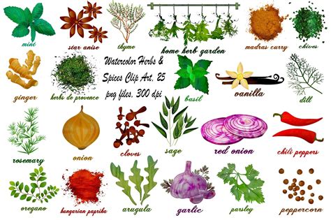 Watercolor Herbs Spices ClipArt By FrankiesDaughtersDesign On