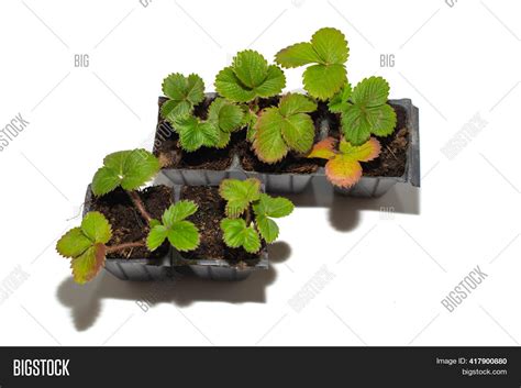 Small Seedlings Image And Photo Free Trial Bigstock