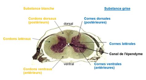 Coupes de l encéphale Cartes Quizlet