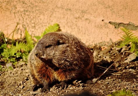 Amerika Tierpark Limbach Oberfrohna Murmeltier Detlef Sabsch Flickr