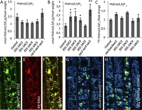 PIP2 Effect On Vacuolar Morphology A Mass Levels Of PtdIns 3 5 P 2