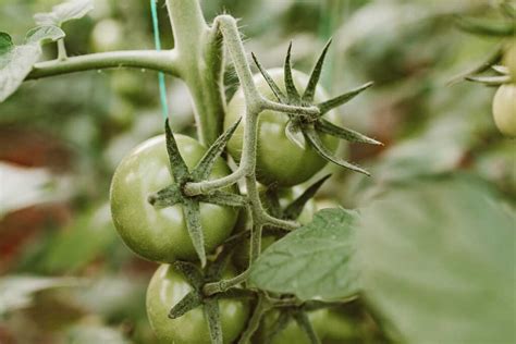 Ripening Tomatoes Off The Vine 10 Simple Steps Ripen Faster