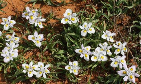 PlantFiles Pictures Moraea Species Dwarf Morea Sickle Tulp Moraea