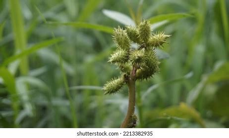 122 Burweed Images, Stock Photos & Vectors | Shutterstock