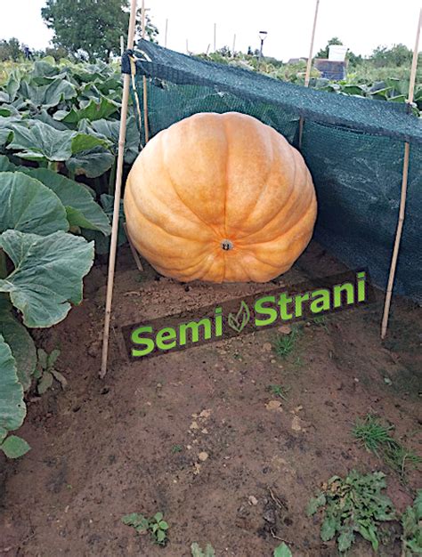 Zucca Atlantic Giant Seme Semi Strani Carlo Martini