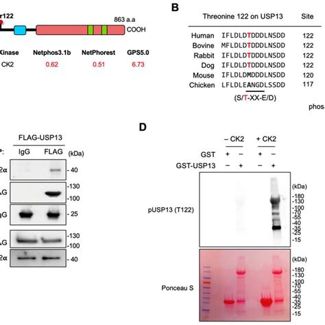 CK2 Interacts And Phosphorylates USP13 At Thr122 In Vitro A