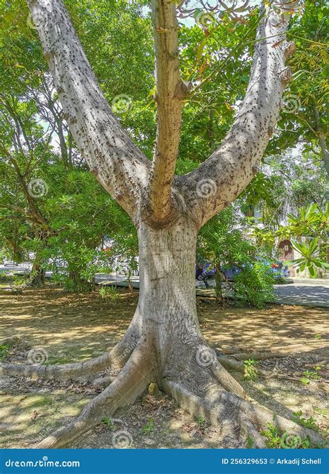 Huge Beautiful Kapok Tree Ceiba Tree With Spikes In Mexico Stock Image