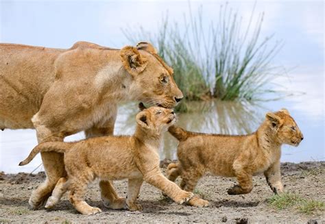 Lionne Avec Deux Lionceaux