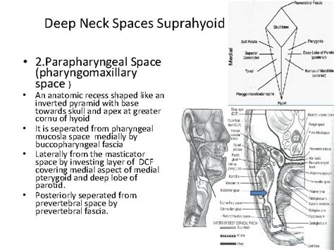 Deep Neck Spaces Anatomy And Infections Dr Shweta