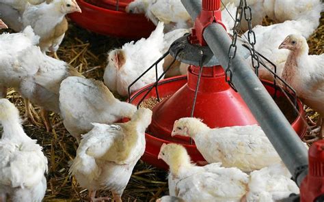 La hausse du prix du poulet profite t elle aux éleveurs Le Télégramme