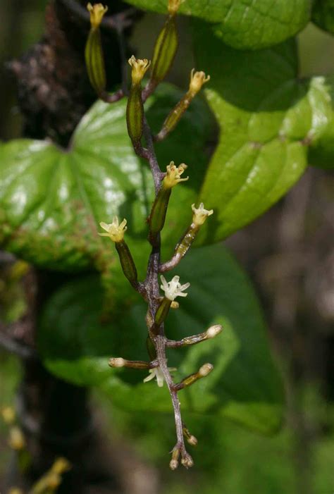 Flora Of Mozambique Species Information Individual Images Dioscorea